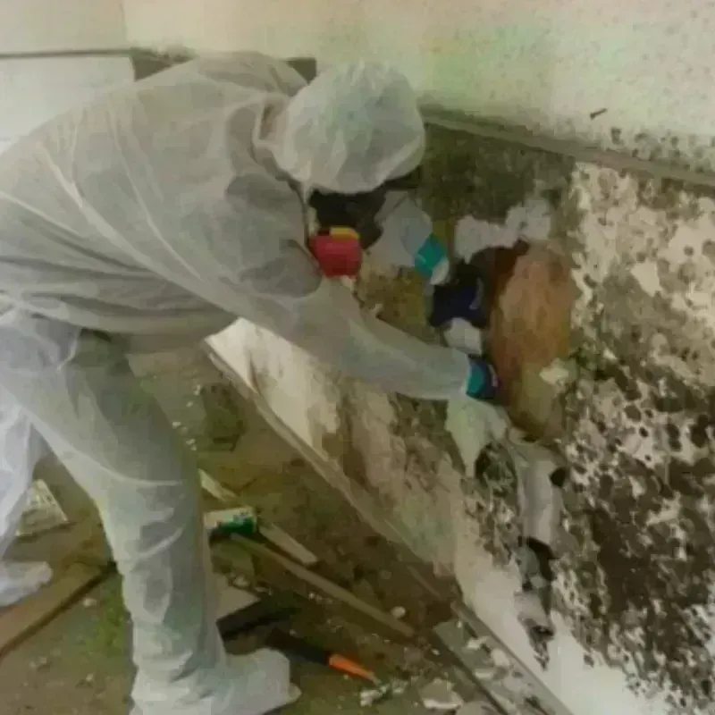 Mold Remediation and Removal in Spencer, WI